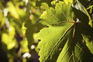 Viniculture Images Prints: Dramatically lit grape leaf details on the vineyard