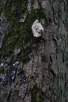 Pine Tree Bark Texture Prints: Dried beech leaf nestled against pine-tree bark