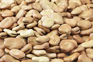 Full Frame Nature Photography Prints: Dried broad beans