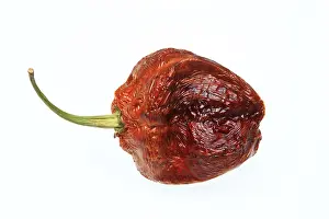 Uninhabited Garden Scenes Prints: Dried chilli fruit