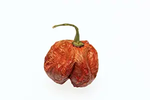 Dried Chilli Fruit Prints: Dried chilli fruit