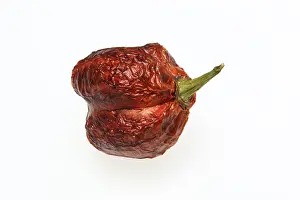 Vegetable Plant Parts Prints: Dried chilli fruit