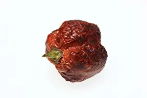 Empty Landscape With Plants Prints: Dried chilli fruit