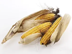 Vitamin Rich Vegetables Prints: Three dried corn cobs in leaves
