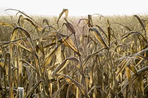 Alternative Energy Source Germany Prints: Dried corn field backlit by the sun