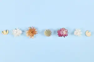 Floral Design Concept Prints: Dried cornflowers in a row on blue background