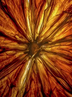 German Studio Shot Prints: Dried lemon slice in transmitted light