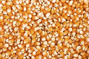 Close Up Corn Prints: Dried maize grain