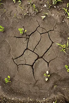 Austria Landscape Prints: Dried puddle on a field, Austria