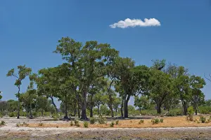 Global Warming Impact Prints: Dried out riverbed and landscape