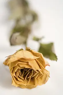 Rose Macro Photography Prints: Dried rose