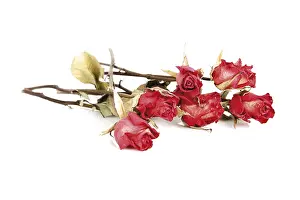 Studio Shot Of Roses Prints: Dried roses