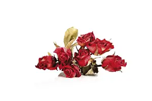 Cut Out Roses Prints: Dried roses