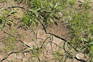 Deserted Agricultural Land Prints: Dried out soil, background image, Germany