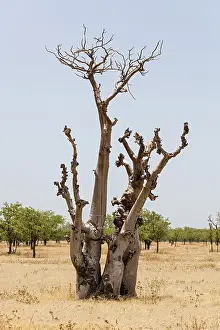Namibia Drought Prints: Dried out tree, Namibia