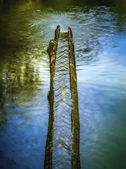 Drinking Water Spring Print