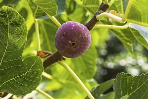 Fig Fruit Photography Prints: Dripping ripe fig on the tree, close up