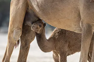 Dromedary Camel Prints: Dromedary (Camelus dromedarius)
