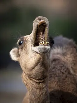Camel Portrait Prints: Dromedary (Camelus dromedarius)