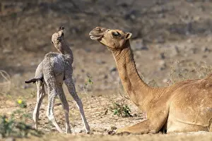 Arabian Peninsula Wildlife Prints: Dromedary (Camelus dromedarius)