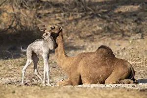 Dromedary Camel Prints: Dromedary (Camelus dromedarius)