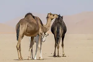 Travel Photography Middle East Prints: Dromedary (Camelus dromedarius)