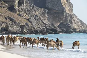 Dromedary (Camelus dromedarius) Print, Oman - Bathing Camels