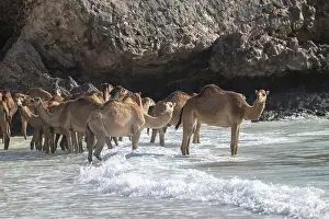 Even Toed Ungulate Photos Prints: Dromedary (Camelus dromedarius)