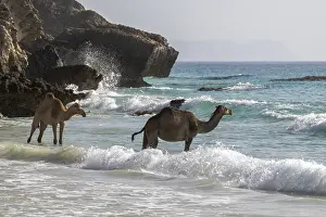 Dromedary (Camelus dromedarius) Print, Oman