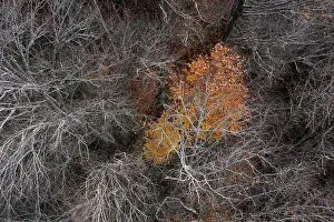 Austria Drone Photography Tour Prints: Drone image, bare branches of deciduous trees with colourfully discoloured tree in the middle