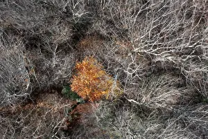 Upper Austria Aerial View Prints: Drone image, bare branches of deciduous trees with colourfully discoloured tree in the middle
