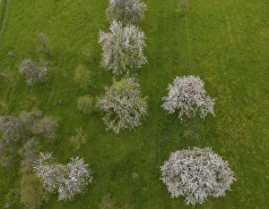 Lower Austria Nature Scene Prints: Drone image of blossoming cherry trees