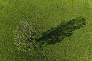 Drone Photography Austria Prints: Drone image, deciduous tree in a meadow casts long shadow