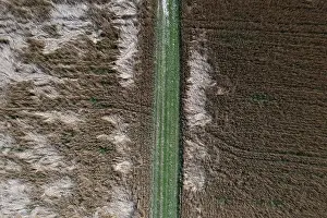 Top Down View Of Cereal Cultivation Prints: Drone image, field path leading between grain fields with wind breakage