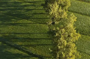Salzkammergut Scenery Prints: Drone image, group of deciduous trees in a meadow casting long shadows