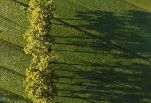 Austria Aerial Landscape Prints: Drone image, group of deciduous trees in a meadow casting long shadows