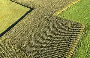 Aerial View Of Cornfield Prints: Drone image, maize field from above