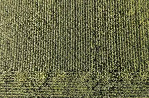 Innviertel Drone Image Prints: Drone image, maize field from above