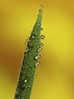 Macro Photography Prints: Drop
