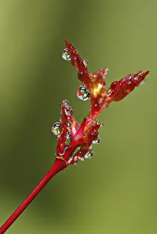 Macro Photography Prints: Drop