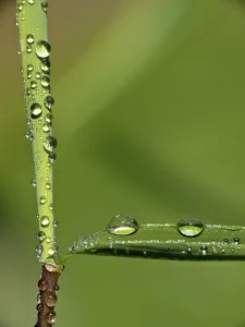 Macro Photography Prints: Drop
