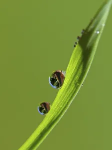 Macro Photography Prints: Drop