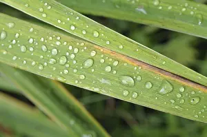 Nature Photography Prints: Drops, leaf, rain, raindrops, dew