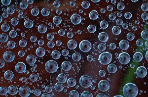 Water Droplets On Silk Prints: Drops of water in spider web
