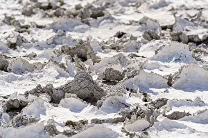 Etosha National Park Namibia Prints: Drought mud patterns with cracks on the ground