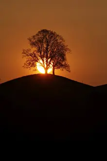 European Evening Atmosphere Prints: Drumlin with tree at sunset, Oelegg