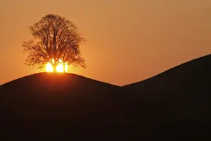 Evening Atmosphere Prints: Drumlins with tree at sunset, Oelegg