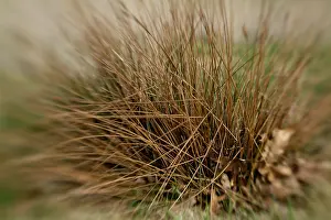 Open Air Scenery Prints: Dry grass