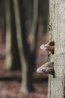 Deciduous Tree Fungus Prints: Dry rot on a beech tree, Germany