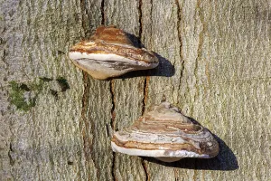 Deciduous Tree Damage Prints: Dry rot on a beech tree, Germany